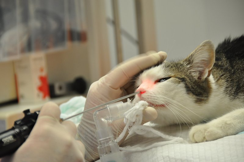 Centrul de Endoscopie si Chirurgie Digestiva Veterinara