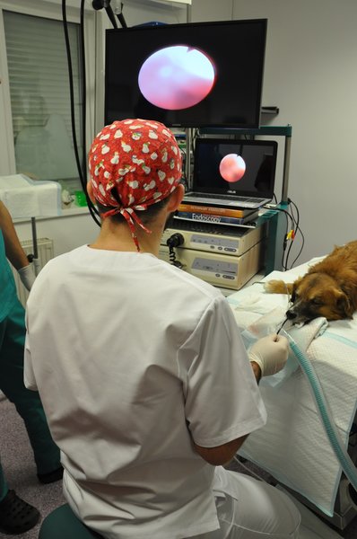 Centrul de Endoscopie si Chirurgie Digestiva Veterinara