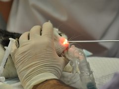 Centrul de Endoscopie si Chirurgie Digestiva Veterinara